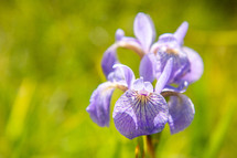 Purple Iris flower petals with green background horizontal  