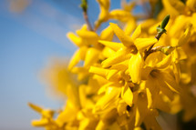 bright yellow flowers 