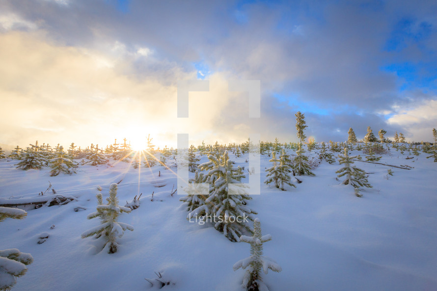 Sun shining over the horizon of slope covered in snow with evergreen trees 