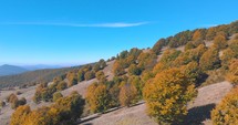 Aerial View Of Trees During Autumn Growing On Mountain Hill.