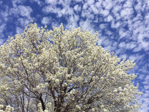 flowering tree in bright sunshine with blue sky and small white clouds