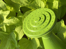 closeup of bright green leaves and watering can sprinkler head in sunlight