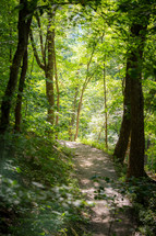 Dirt walking path trail through forest vertical
