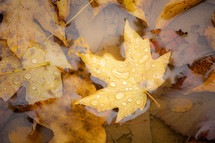 Fallen yellow maple leaves in a puddle with water droplets