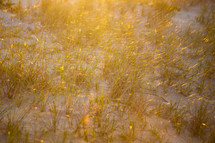 Light shining on abstract textured tall grass on sand dune at golden hour
