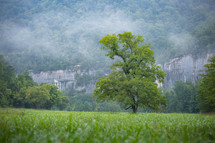  Deciduous tree alone in grass field in front of rocky cliff and forest