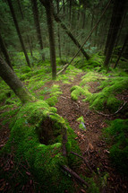 Thick green moss along trail in the forest