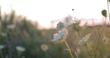 Queen Anne’s lace flower isolated at sunset