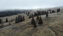Static shot of fir trees on the misty mountains near the countryside.