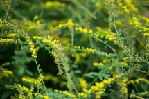 Stems of small yellow flowers.
