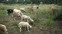 Flock of sheep grazing in a green pasture on a happy, warm summer day in cinematic slow motion.