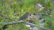 Wood Thrush Birds Migration Springtime 4K Nature
