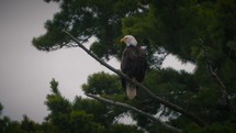 Beautiful Bald Eagle in American Wilderness - 4K Nature