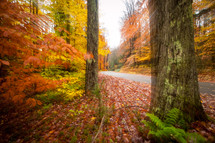 Autumn foliage forest and trees by road zoom effect