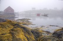 fog over boats and reeds along a shore 