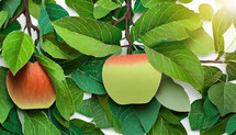 An apple on a tree Illustration