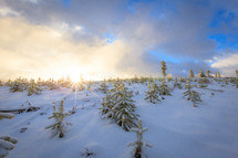Sun shining over the horizon of slope covered in snow with evergreen trees 