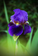 purple iris flower centered in natural green garden colors