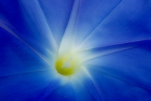 blue morning glory closeup with soft glow effect