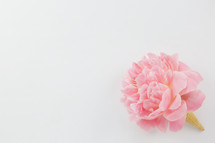 pink spring flower in an ice cream cone on a white background 