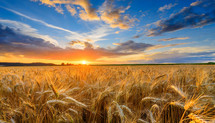wheat Field 