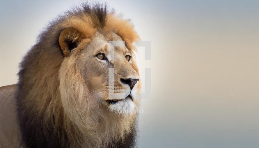 Lion on a Plain Background 