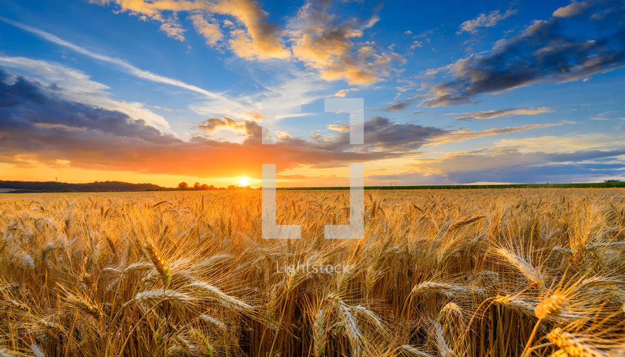 wheat Field 