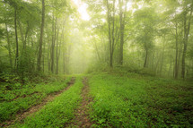 A walk in the woods on worn path through foggy green forest