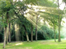 Trees with morning haze and sunrays with glow blur effect