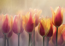 Tulips in transparent diaphanous ethereal wisps of smoke