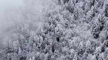 Snowy and foggy mountain forest