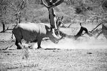 rhinoceros in South Africa 