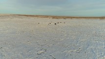 Horses in Winter Steppe