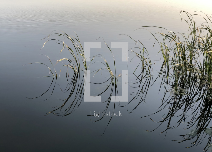tall grasses in a pond, reflecting on still water