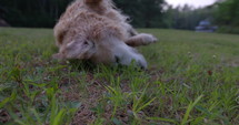 Golden Retriver dog rolls around outdoors in grass to dry off - having fun