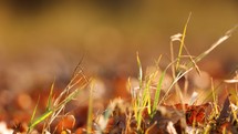 Swaying Grass Amongst Dry Autumn Leaves On Sunny Day. Closeup, Selective Focus