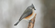 4K Tufted Titmouse On A Snowy Day