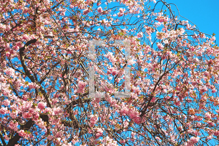 spring blossoms against a blue sky 