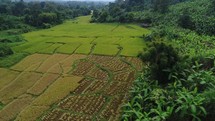 Drone Shot Of A Rice Field In Asia