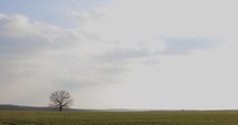 Wide angle shot of Green Farm Fields With A Single Lone Native Tree Standing In The Middle Of The Field.