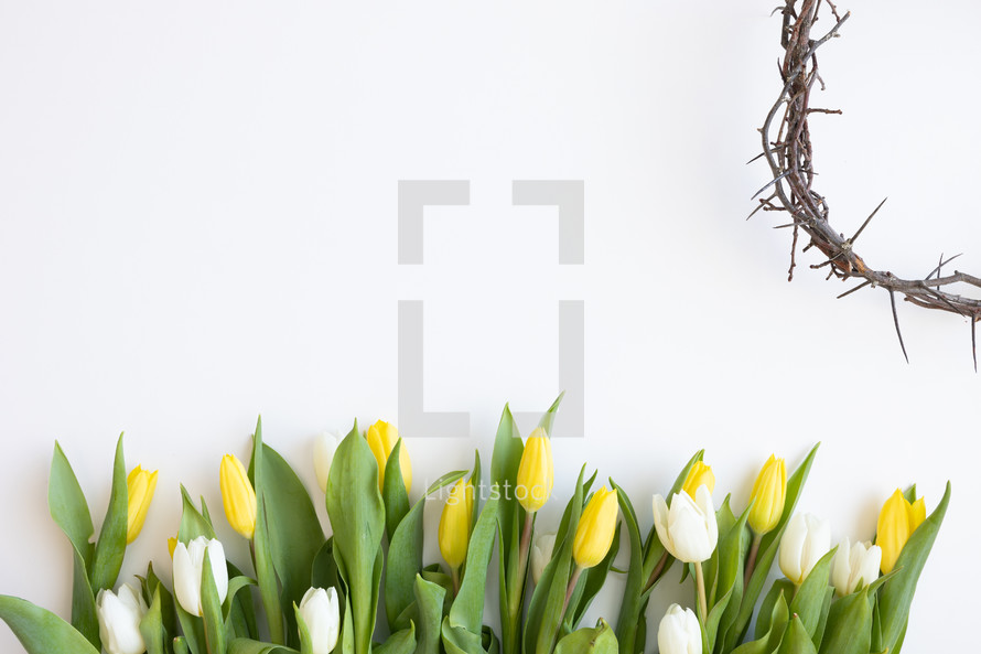 Crown of thorns and border of white and yellow tulips on a white background