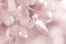 extreme closeup of pink spring flowers 