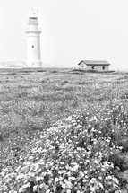 cyprus the old lighthouse near a field of flower 