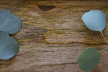 eucalyptus leaves on a wood background 