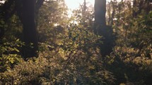 Shrub growing on a forest floor, woodland setting, landscape nature scenery, green leaves, sun shining sunset