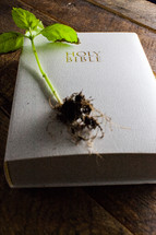 sprout on the cover of a Bible 