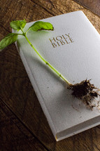 A sprig of leaves and roots on a white Bible laying on a wooden table.