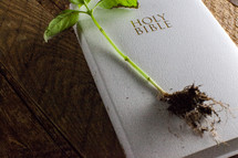 sprout on top of a Bible