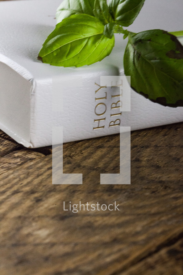 A sprig of green leaves on a white Bible laying on a wooden table.