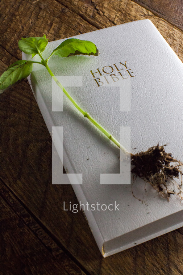 A sprig of leaves and roots on a white Bible laying on a wooden table.